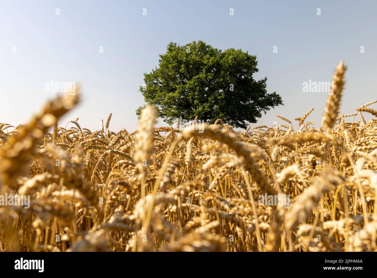 Growing in a field with wheat, a single oak with green foliage, one oak
