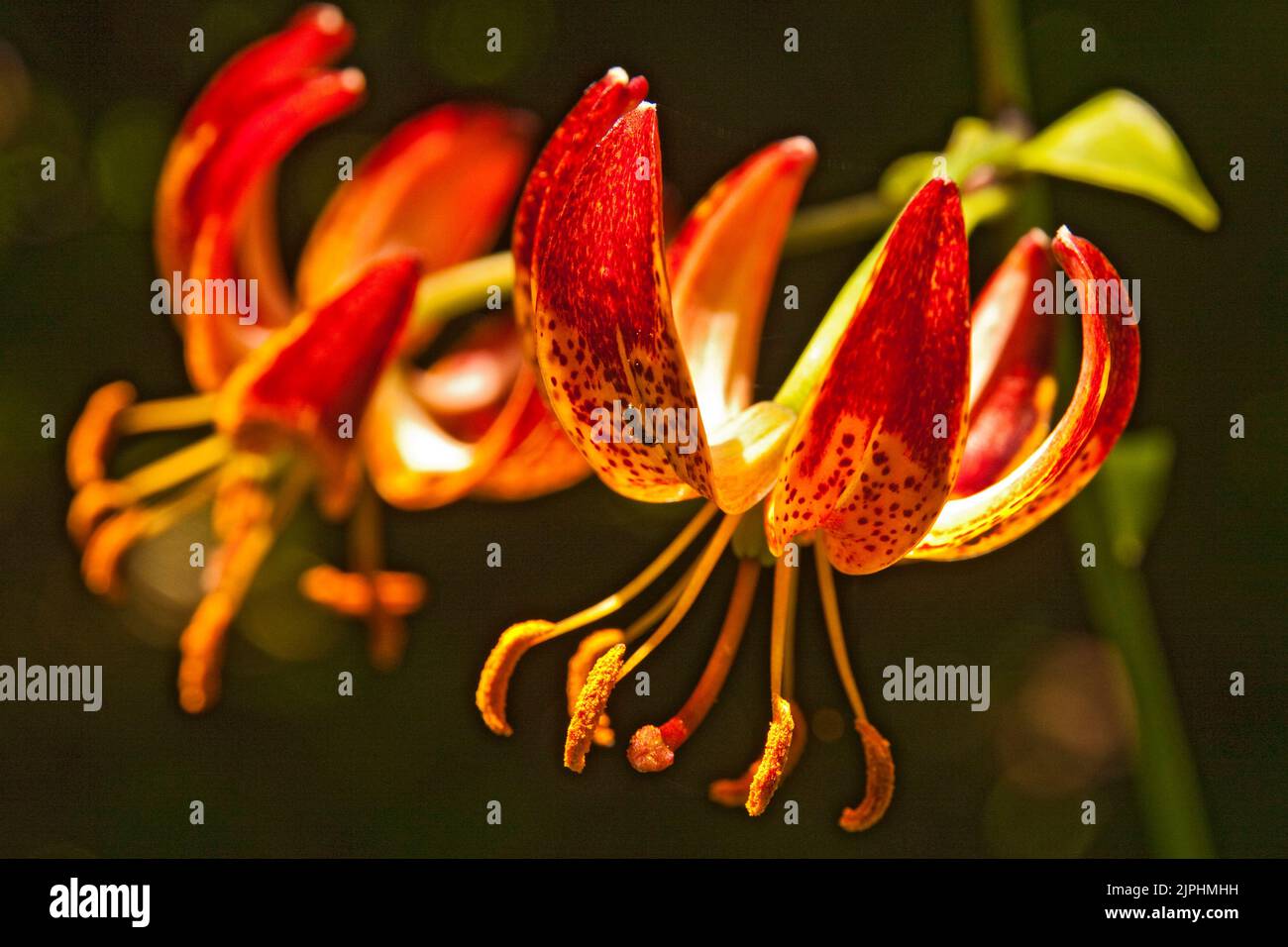martagon, lilium martagon, martagons Stock Photo Alamy