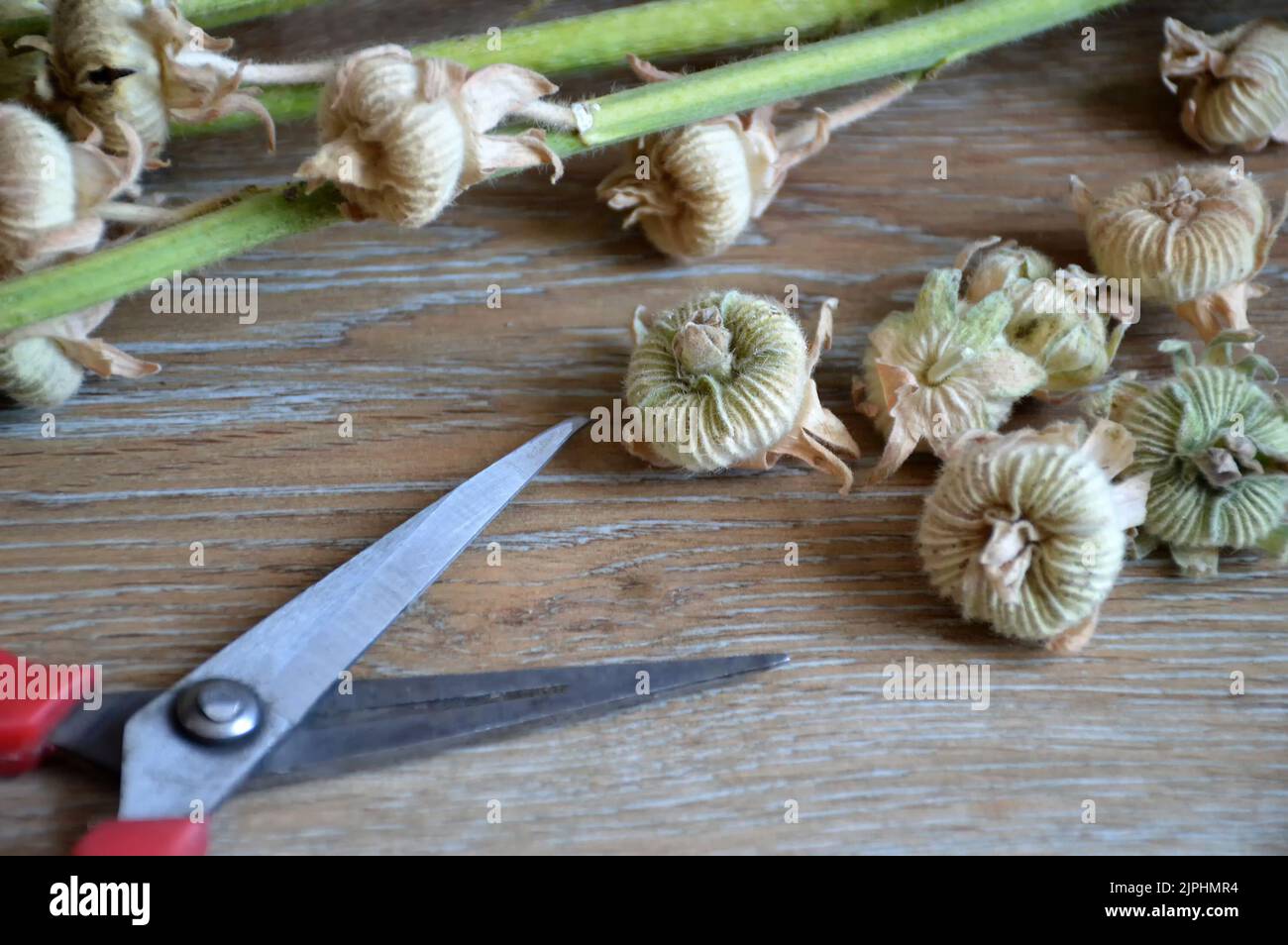 Dried hollyhock seed pods. Seed harvesting Stock Photo Alamy