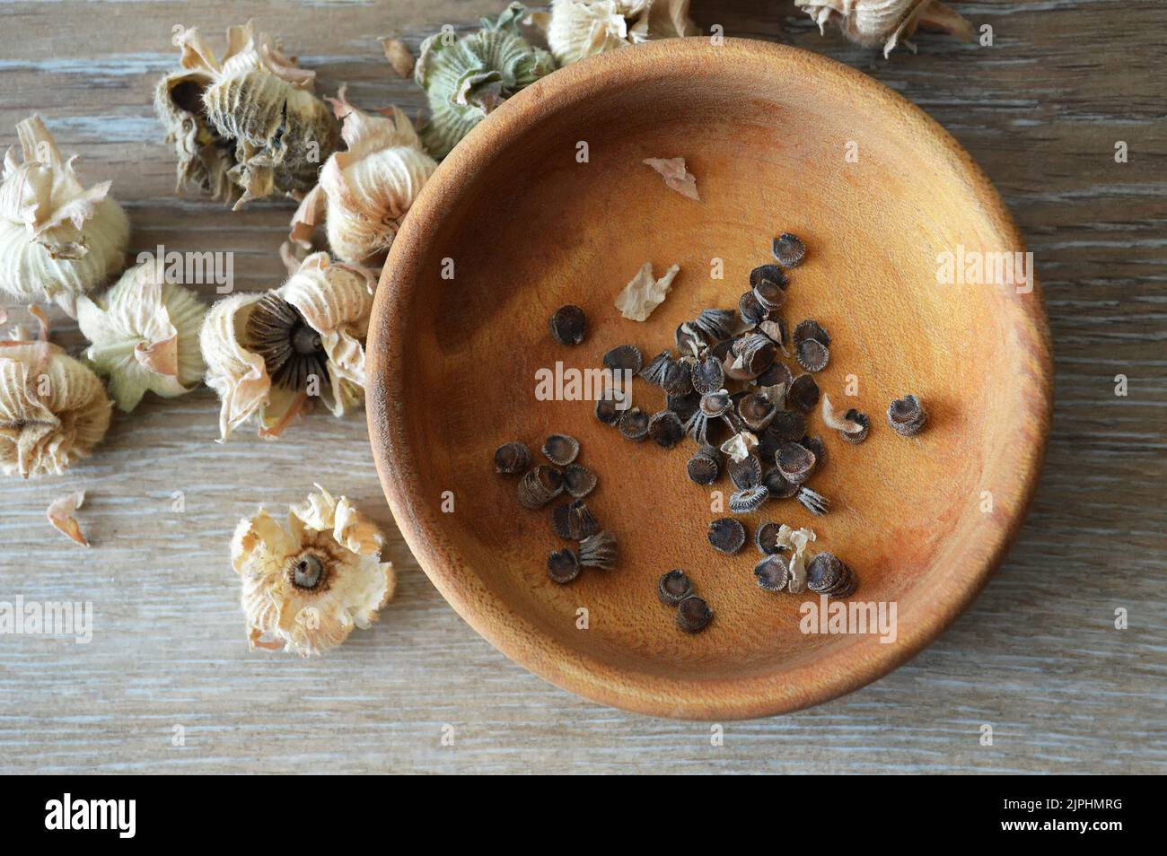 Collecting hollyhock flower seeds from dried seed pods. Top view of hollyhock seeds in wooden bowl Stock Photo