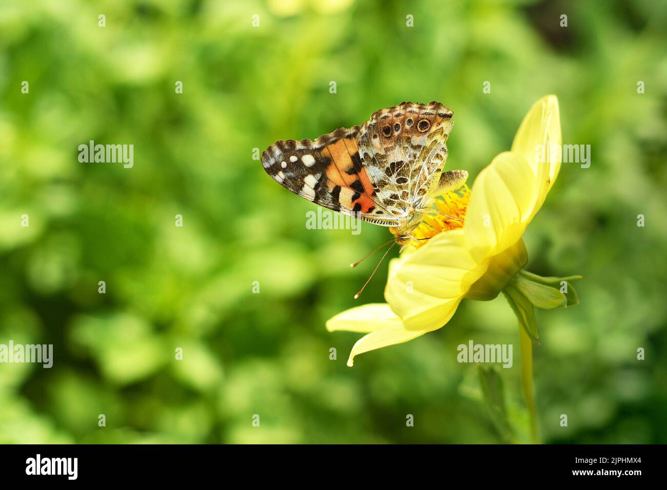 Yellow dahlia and butterfly in the garden. Summer garden concept Stock Photo