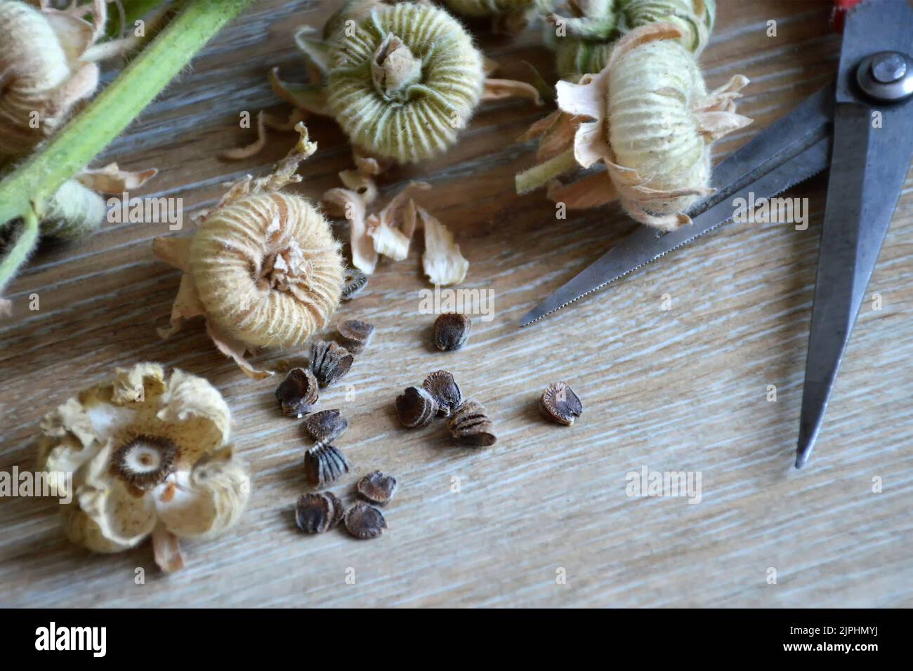 Collecting hollyhock flower seeds from dried flower pods Stock Photo