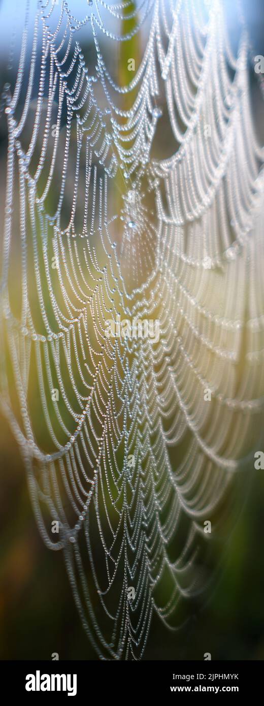 Spider web with dew drops in extreme closeup Stock Photo