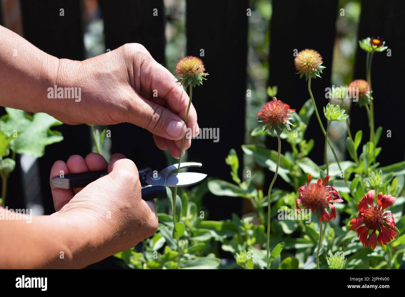 Deadheading gaillardia deals