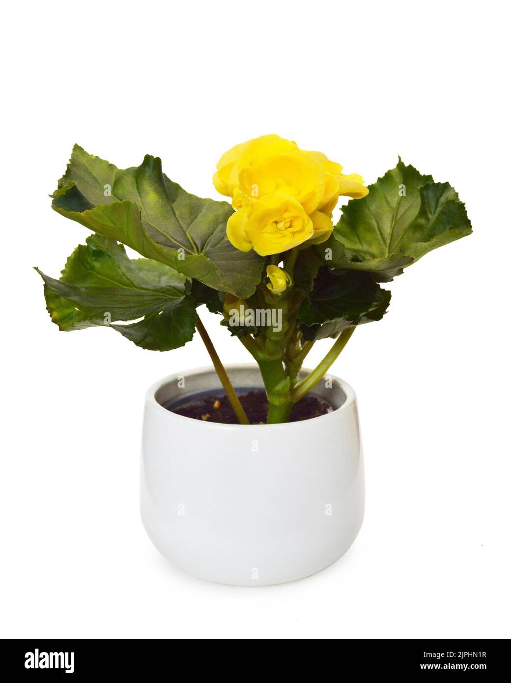 Yellow begonia in flowerpot isolated on white Stock Photo