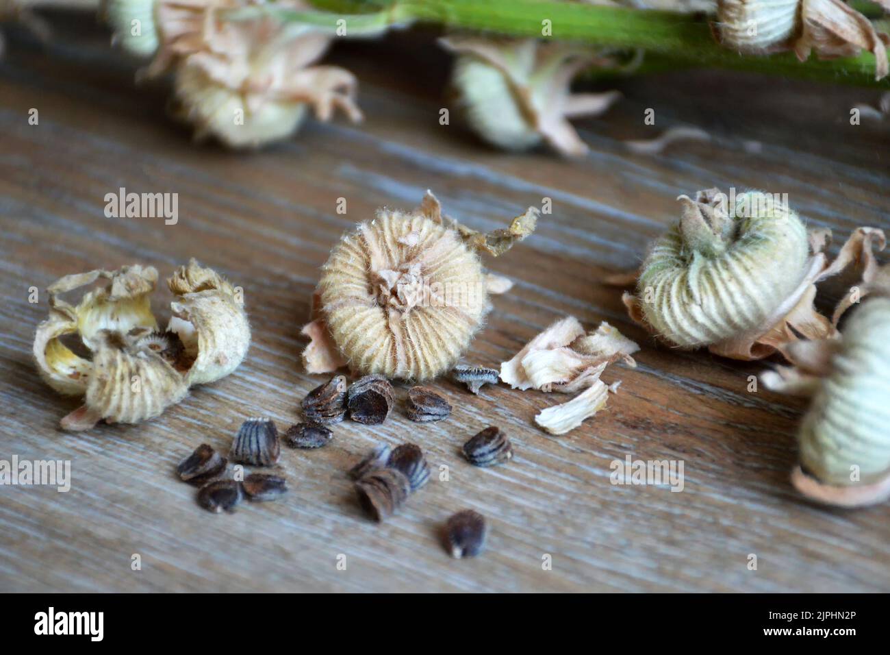 Close up of hollyhock seeds and dried seed pods Stock Photo