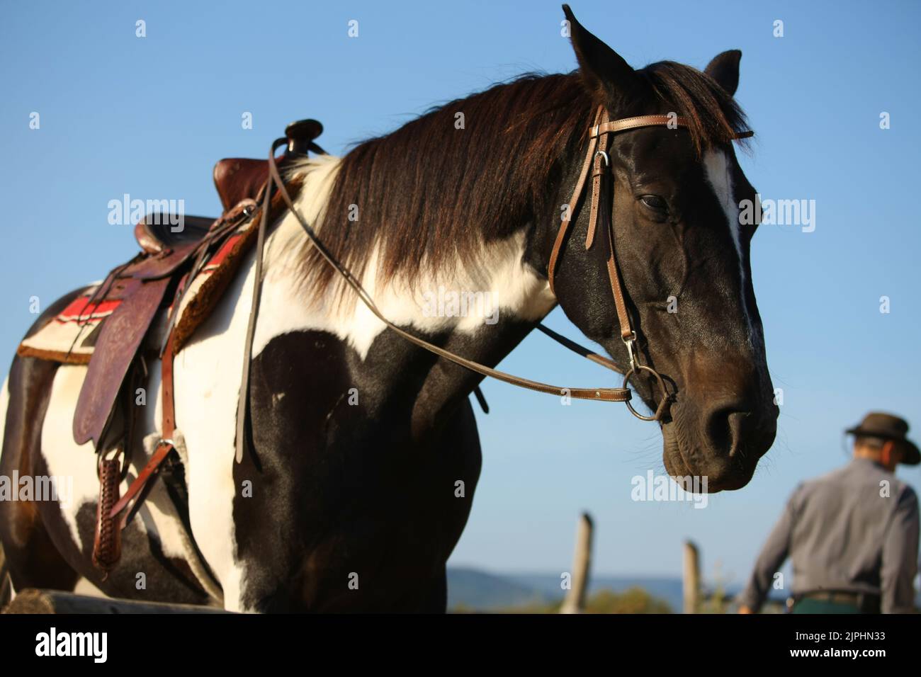 Brides Cheval Anglaises Vintage - Filet Et Mors, équitation Rodeo (occasion)