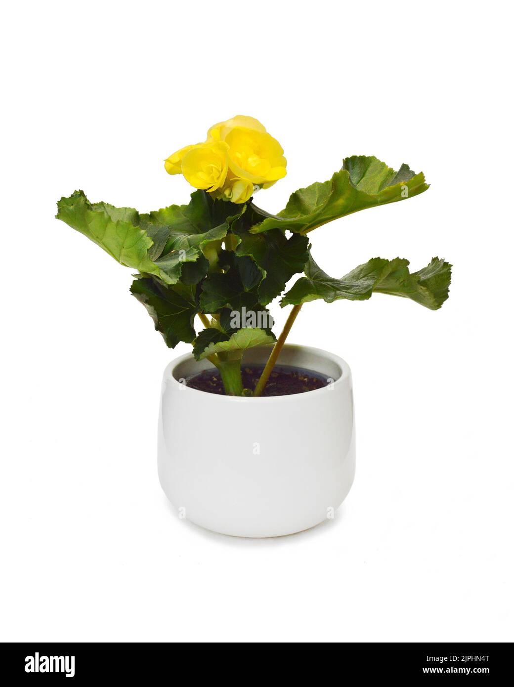 Yellow begonia plant in flowerpot isolated on white background Stock Photo