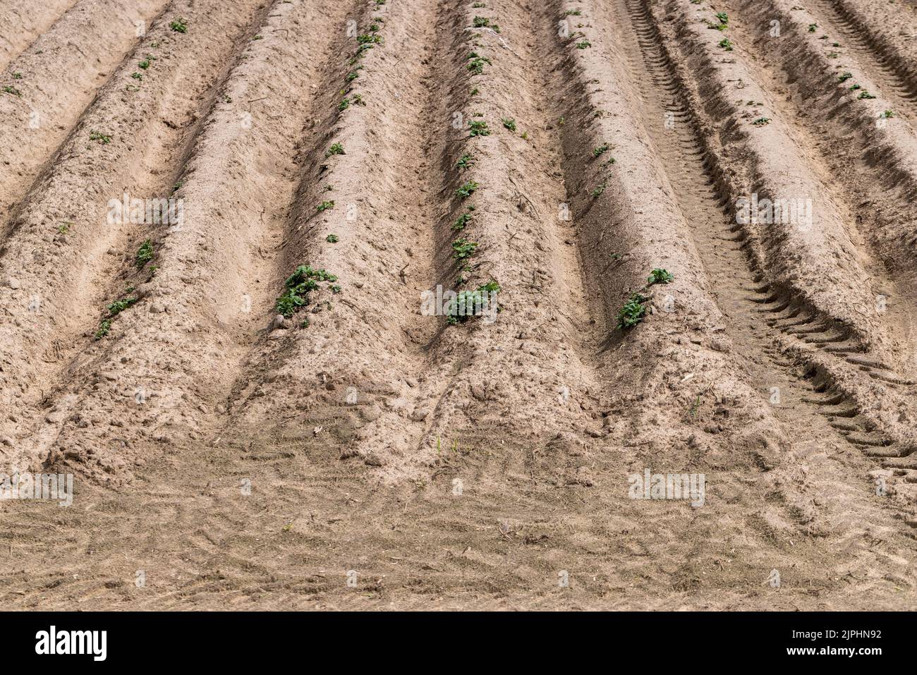 A field with furrows in which potatoes grow, an agricultural field ...