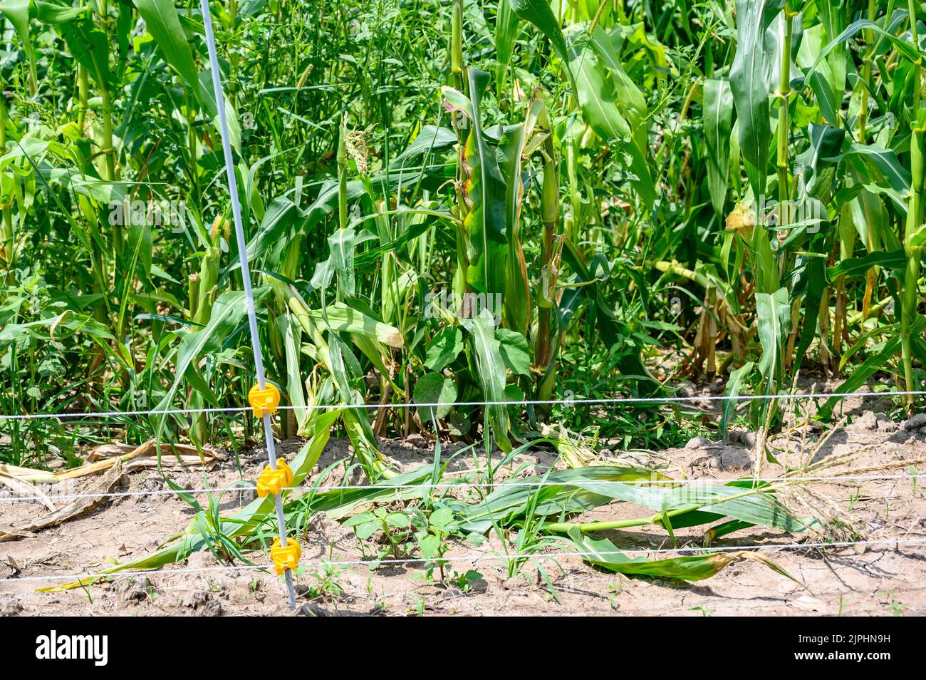 Row of sweet corn behind an electric fence Stock Photo - Alamy