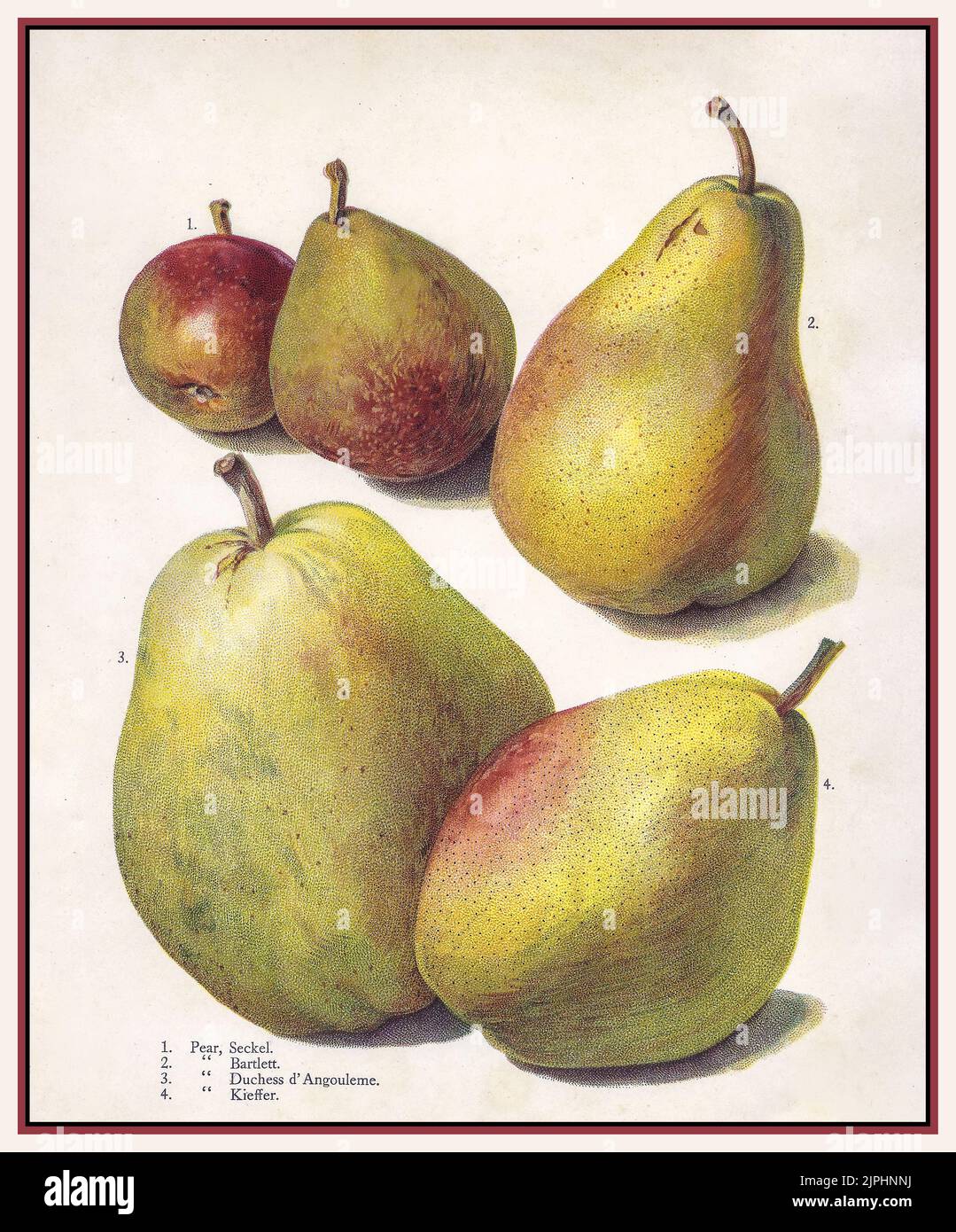 PEAR PEARS Vintage 1900s lithograph of Pears varieties No 1 Pear Seckel, No 2 Pear Bartlett, No 3 Pear Duchess d'Angouleme. No 4 Pear Kieffer, Fruit  detail illustration watercolour Stock Photo