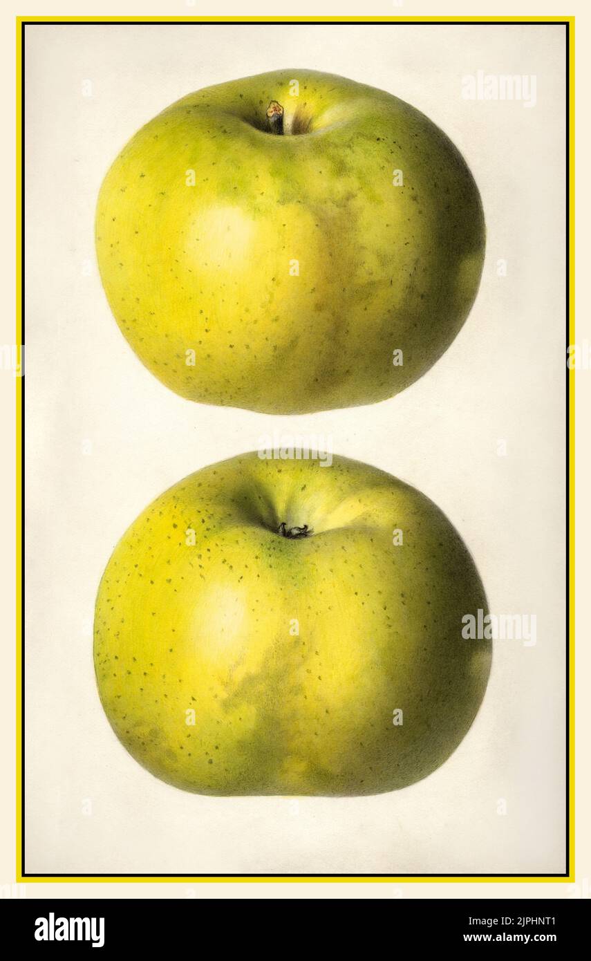 APPLE APPLES Vintage 1920s Lithograph watercolour of 'Mammoth Pippin' Apple variety, pomological watercolour, Illustration USA Stock Photo