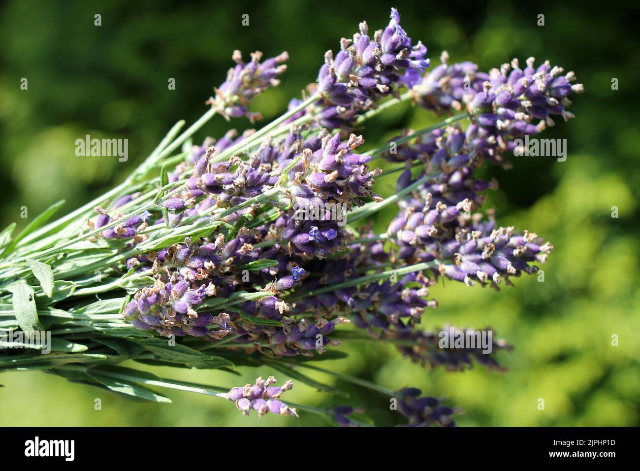 Bunch of fresh lavender flowers on natural green defocused background. Stock Photo