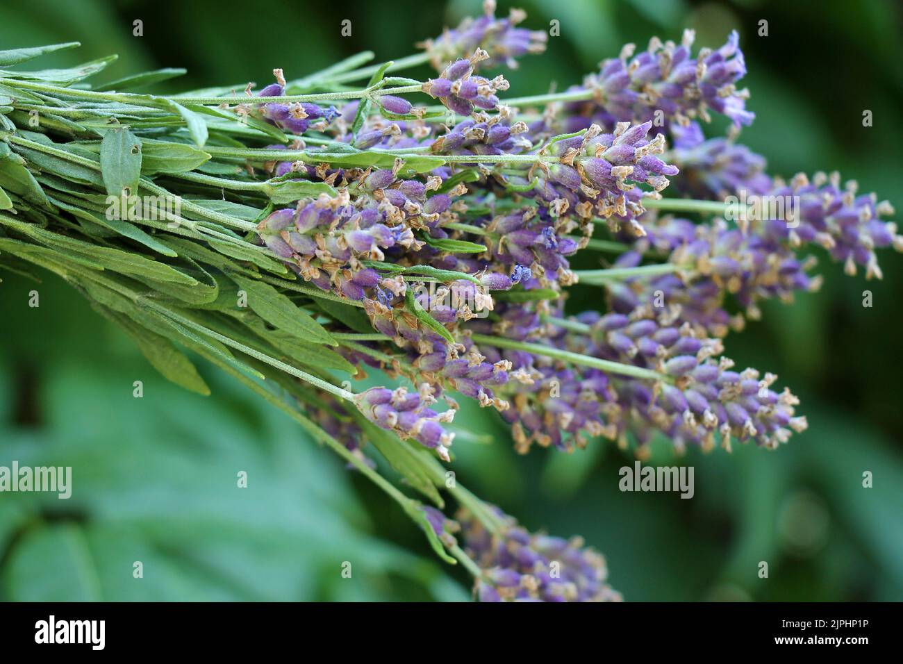 Bunch of fresh lavender flowers on natural green defocused background. Stock Photo
