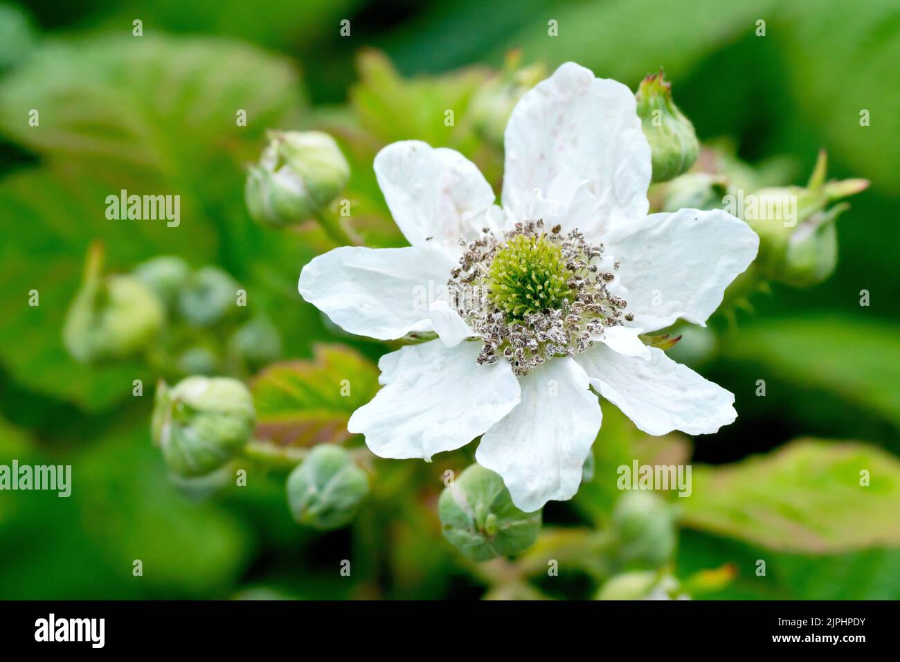 Bramble or Blackberry (rubus fruticosus), close up of single white flower of the common shrub with several buds still waiting to open. Stock Photo