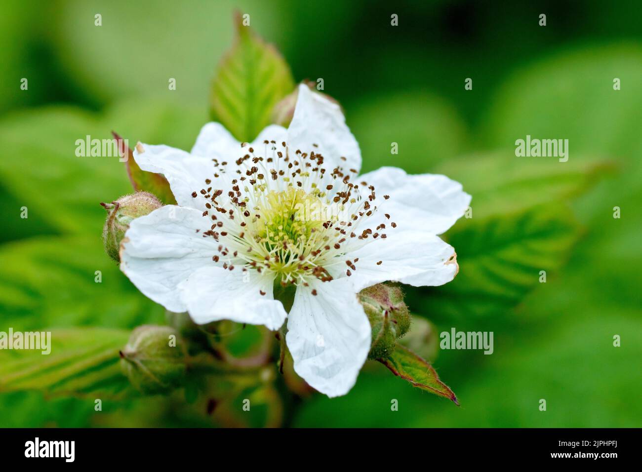 Bramble or Blackberry (rubus fruticosus), close up of single white flower of the common shrub with several buds still waiting to open. Stock Photo
