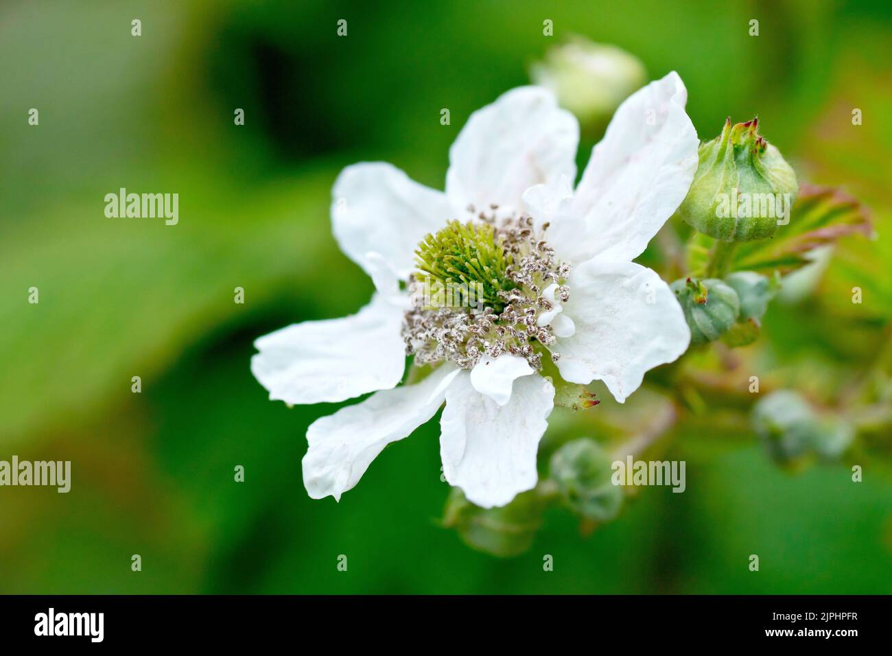 Bramble or Blackberry (rubus fruticosus), close up of single white flower of the common shrub with several buds still waiting to open. Stock Photo