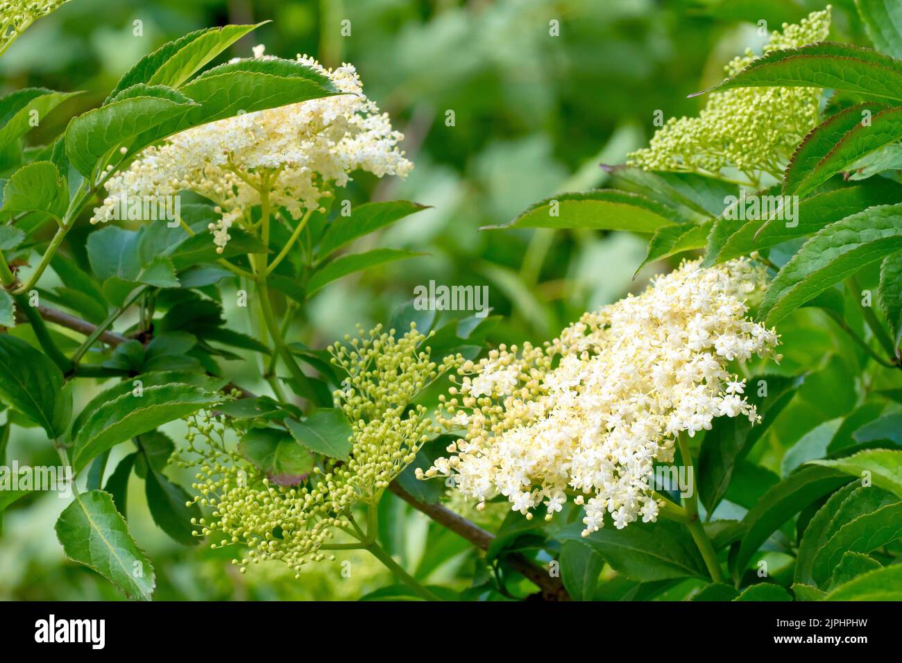 Elder (sambucus nigra), close up showing the leaves, the flowerbuds and the large sprays of white flowers of the common shrub. Stock Photo
