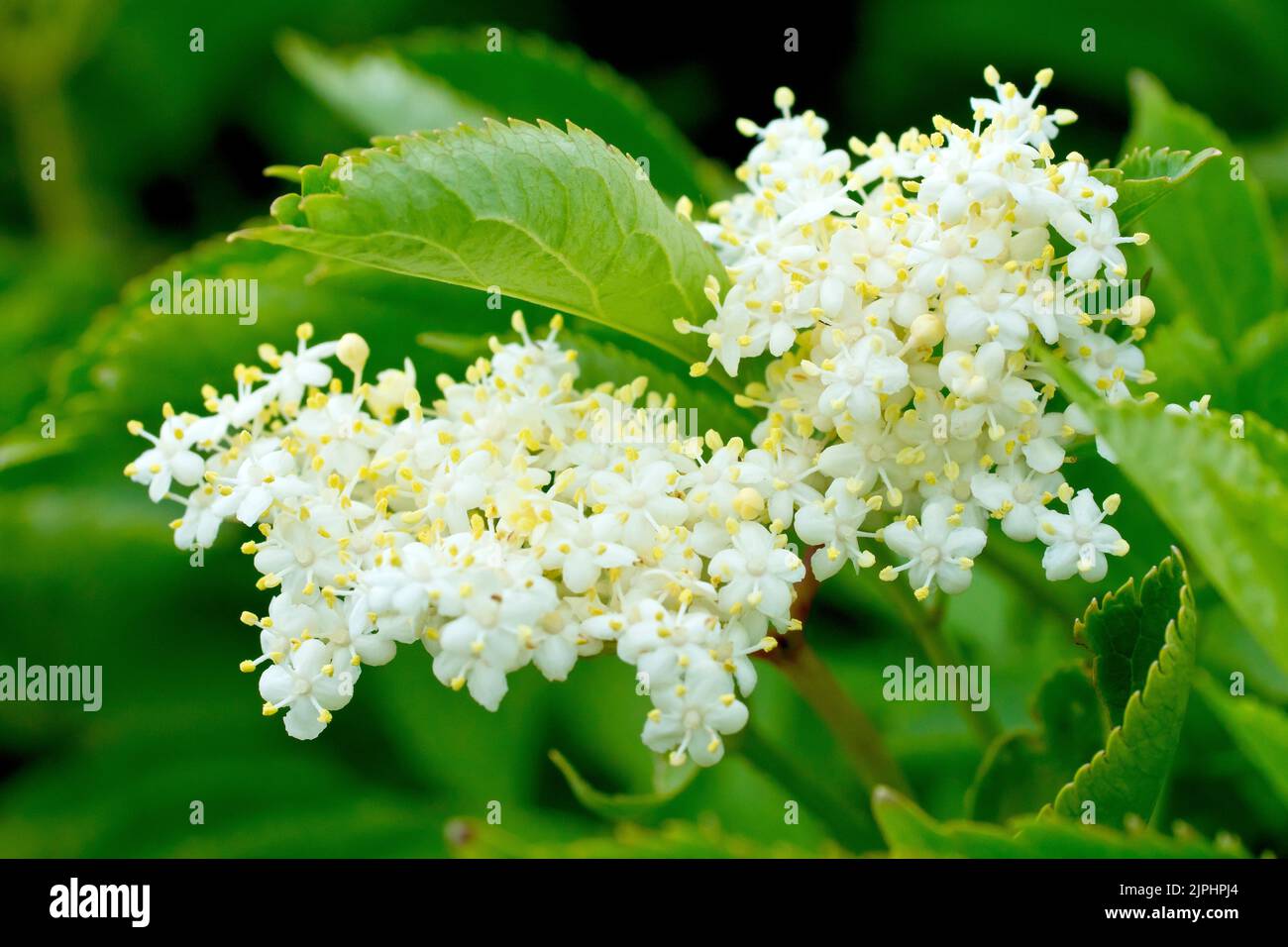 Elder (sambucus nigra), close up showing a single large spray of white flowers produced by the shrub in the spring. Stock Photo
