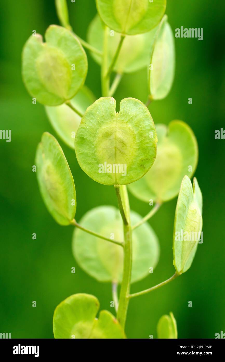 Field Penny-cress (thlaspi arvense), close up of the large round broad-winged seed pods that give the plant its common English name. Stock Photo