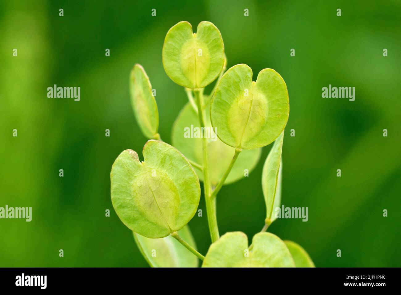 Field Penny-cress (thlaspi arvense), close up of the large round broad-winged seed pods that give the plant its common English name. Stock Photo