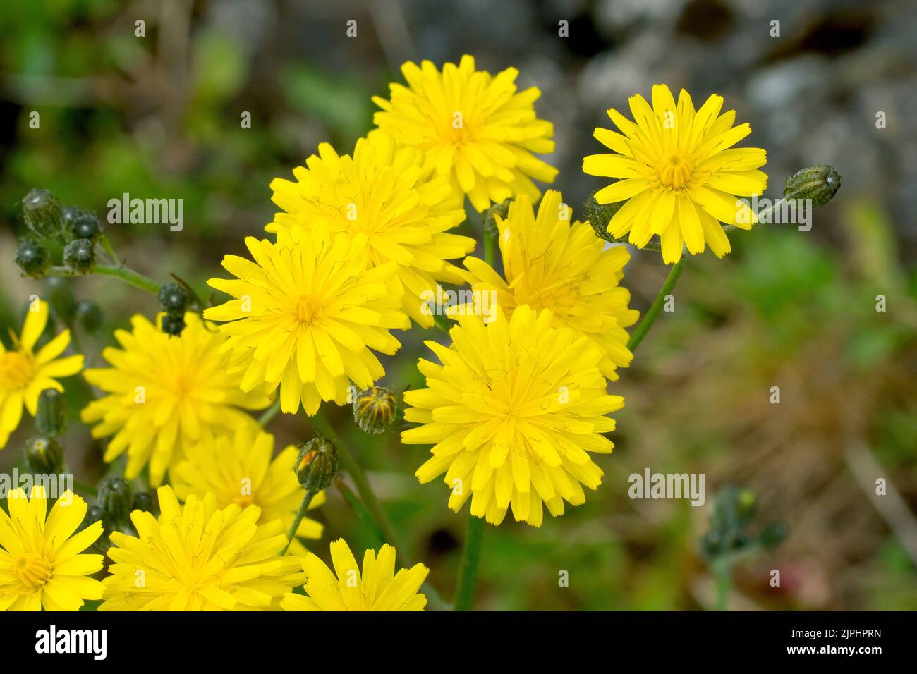 Hawkweed (possibly hieracium umbellatum), close up of the bright yellow flowers of the common but very varied plant. Stock Photo