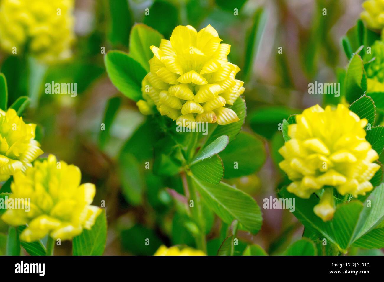 Hop Trefoil (trifolium campestre), close up of the small papery yellow flowers of the low growing plant of dry grasslands and dunes. Stock Photo