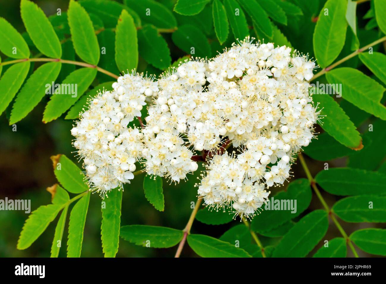 Rowan or Mountain Ash (sorbus aucuparia), close up of a solitary spray of white flowers and the distinctive leaves of the tree. Stock Photo