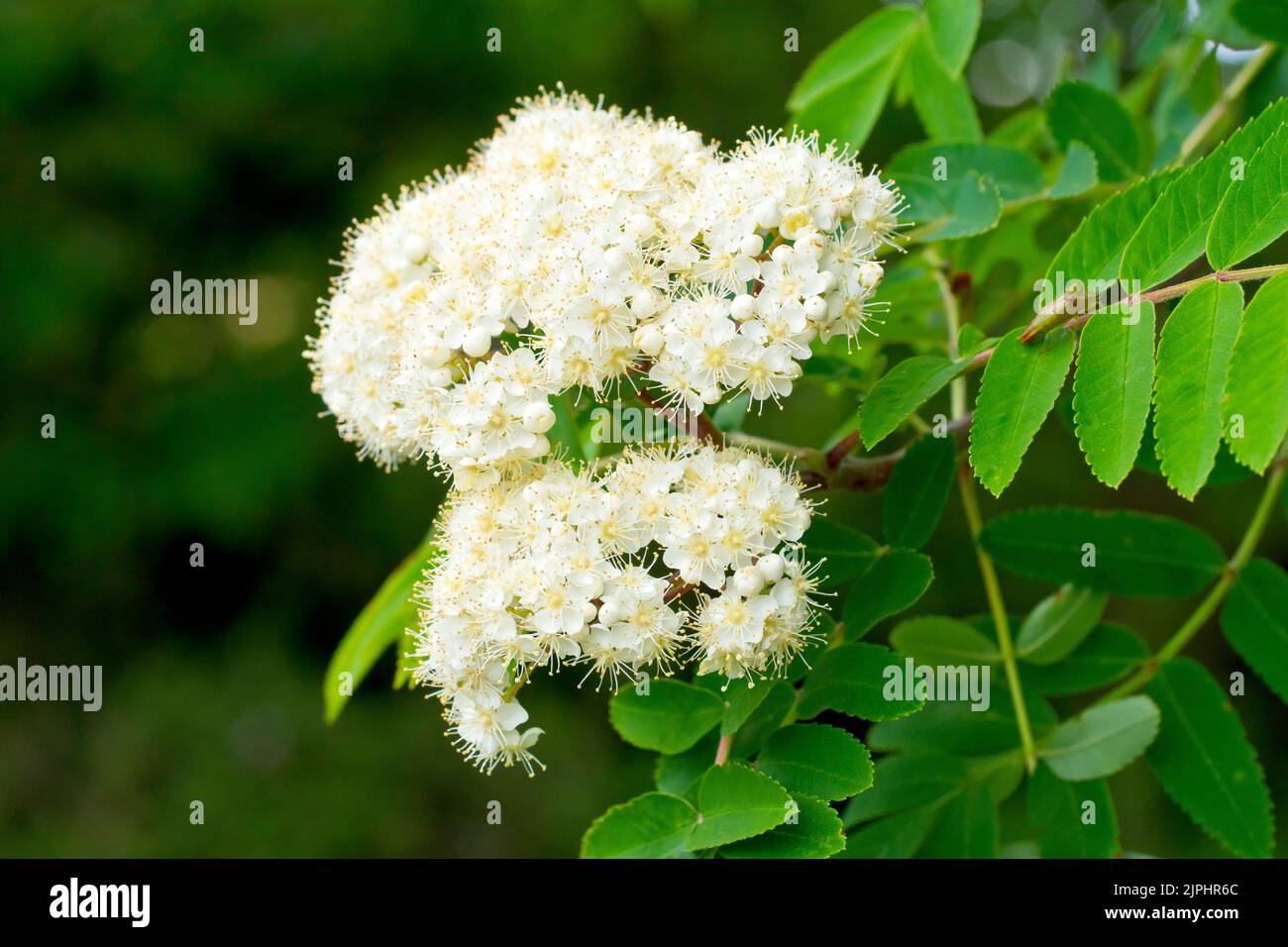 Rowan or Mountain Ash (sorbus aucuparia), close up of a solitary spray of white flowers and the distinctive leaves of the tree. Stock Photo
