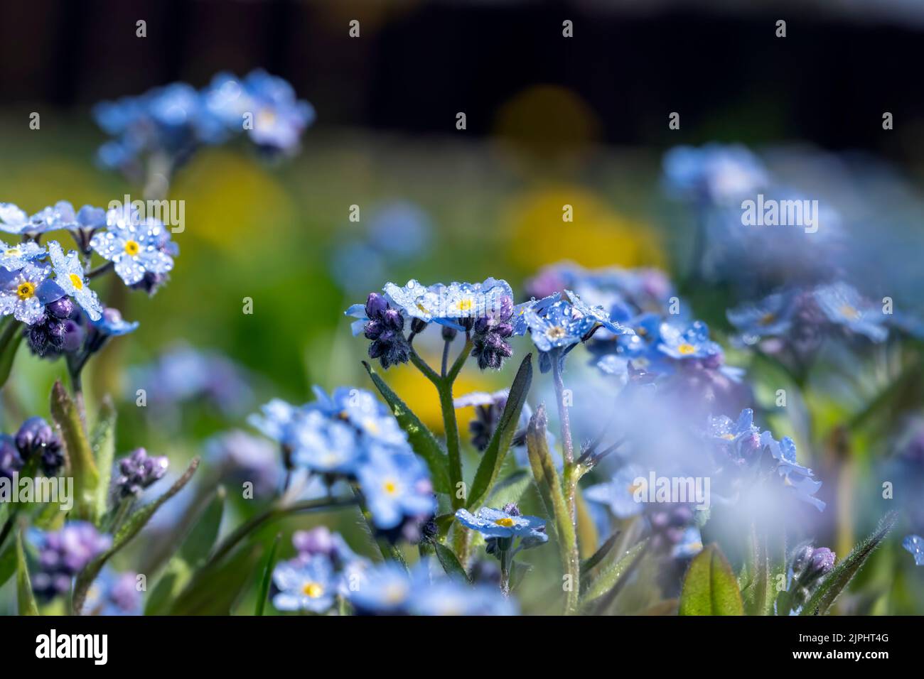 beautiful blue flowers in the spring season in drops of water , growing ...