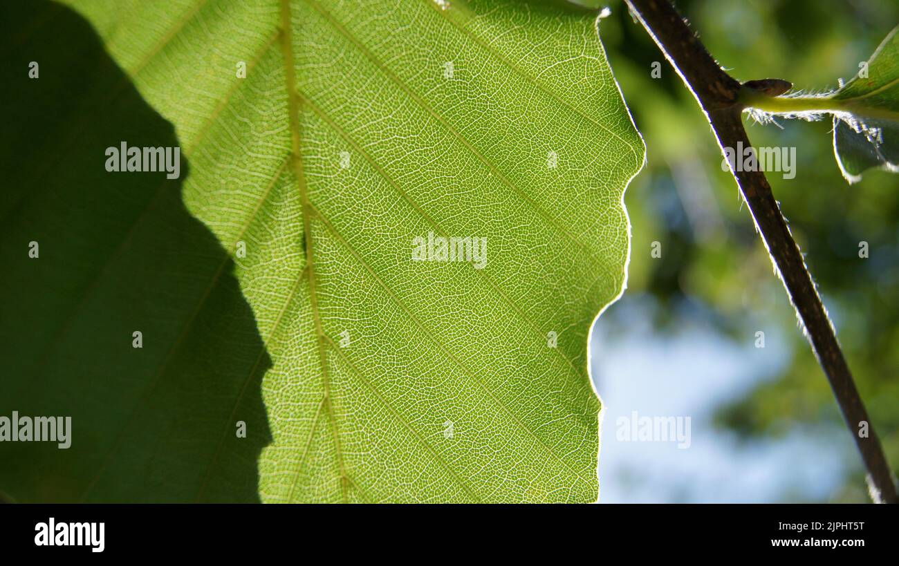 Structure of a leaf hi-res stock photography and images - Alamy