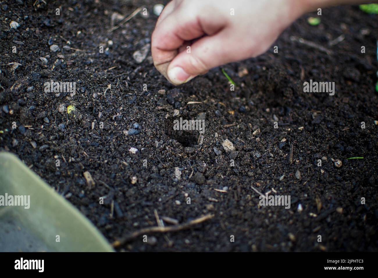 Child planting seeds in backyard raised bed for vegetables Stock Photo