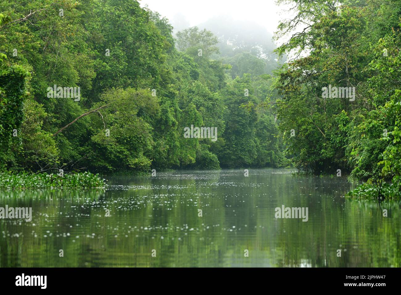 Sungai Menungal tributary of Kinabatangan River near Sukau. Borneo, Malaysia Stock Photo