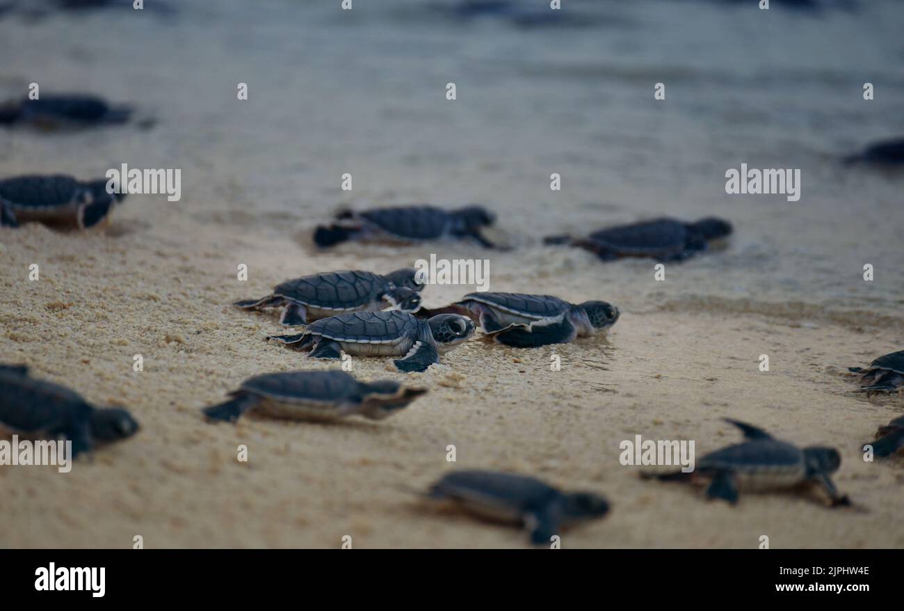 Sea turtle hatchlings of Hatchling Green turtles (Chelonia mydas) heading to the ocean after being released. Stock Photo