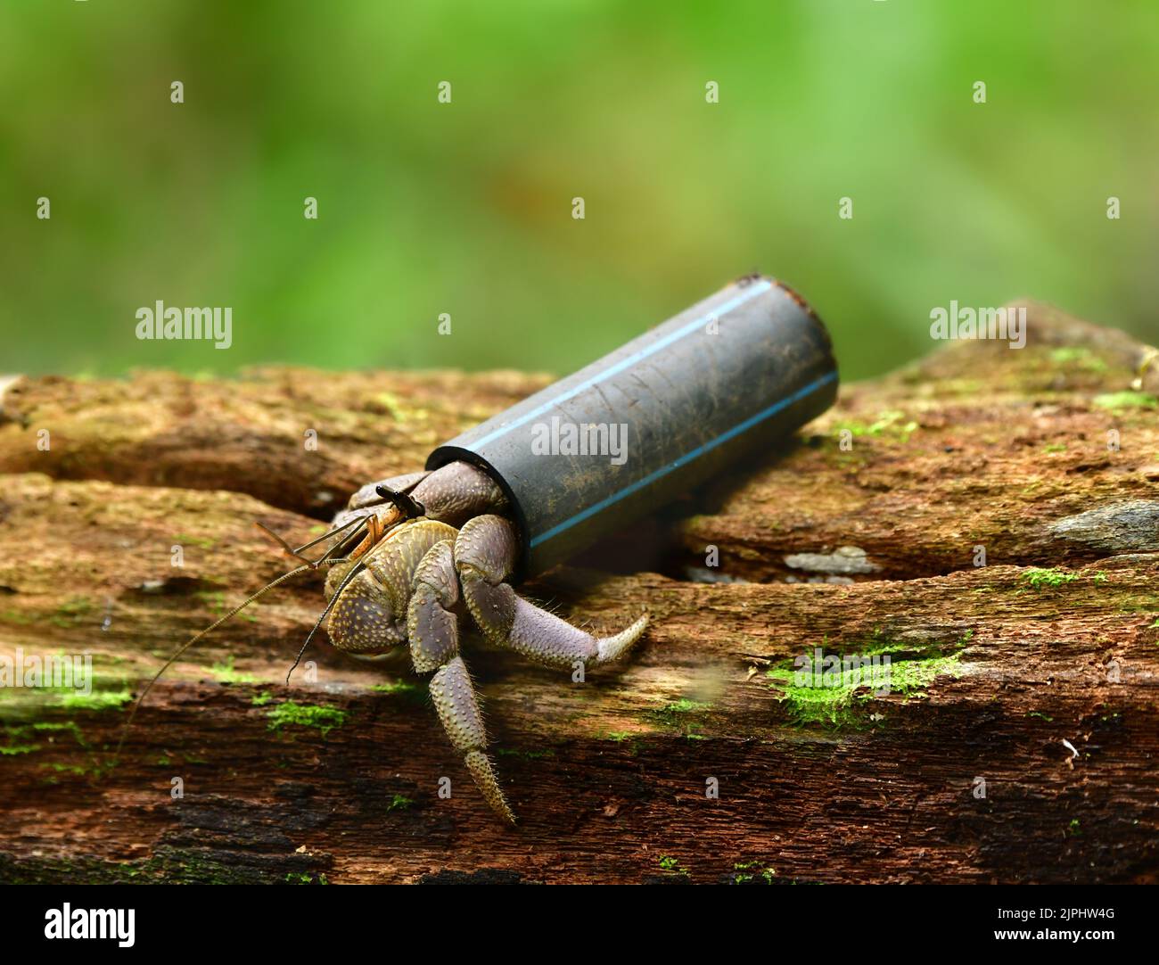 Land hermit crab ( Coenobita spec.) using  a plastic packaging as shell Stock Photo