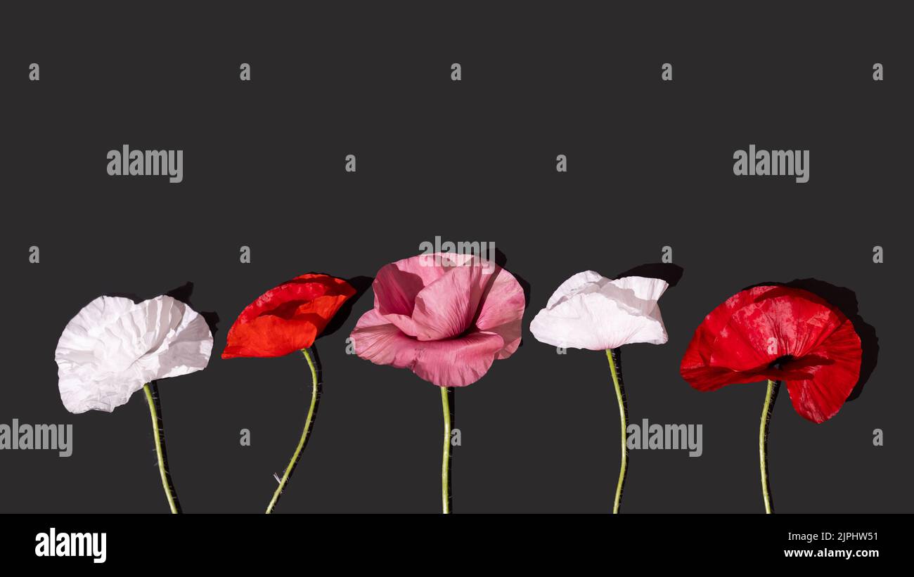 Composition of Poppy flowers on a black background. Creative concept ...