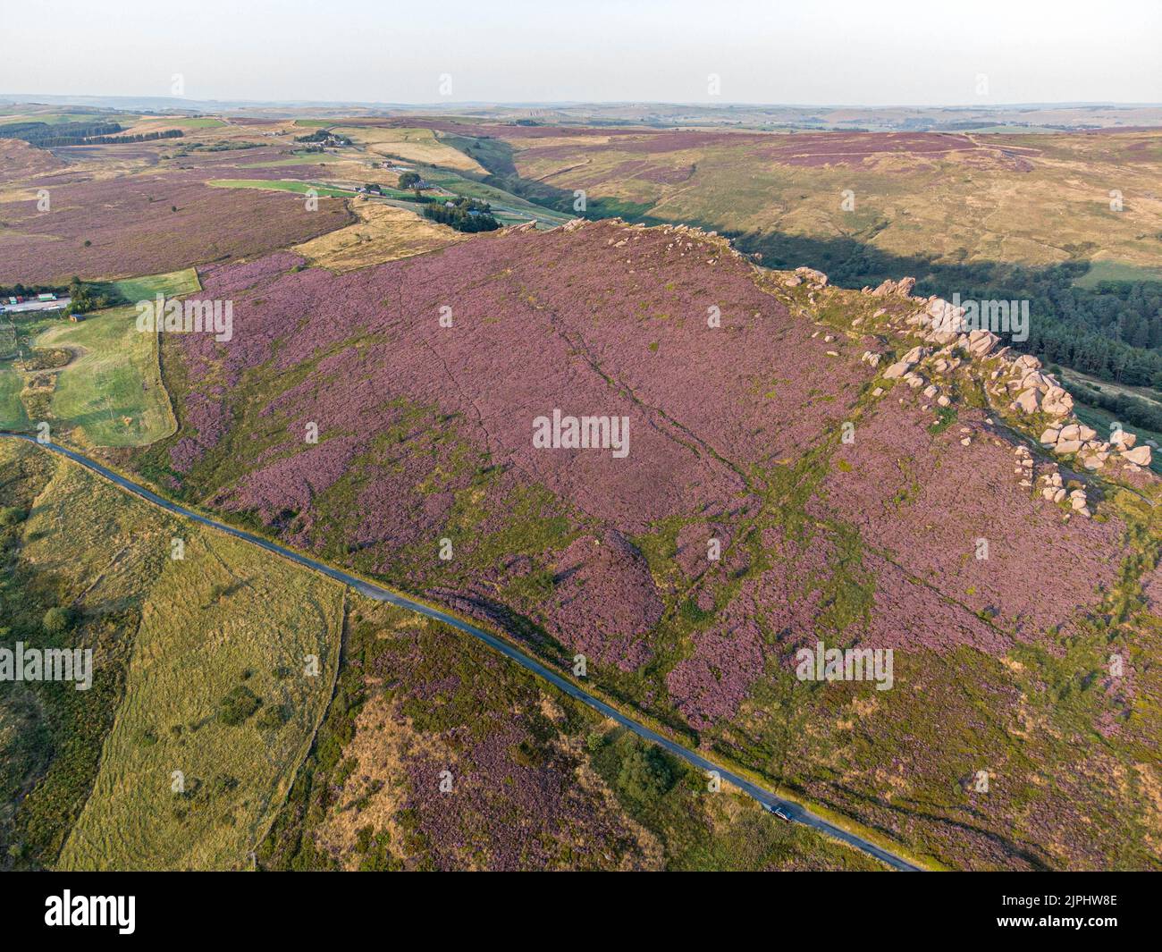 Blooming heather in Peak District, UK Stock Photo