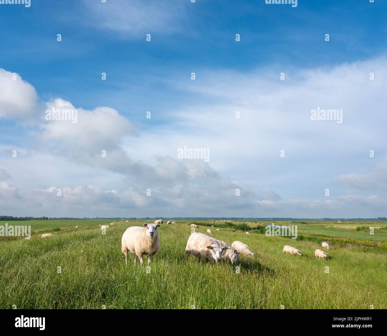 sheep graze in green grassy meadow under blue sky with clouds near ...