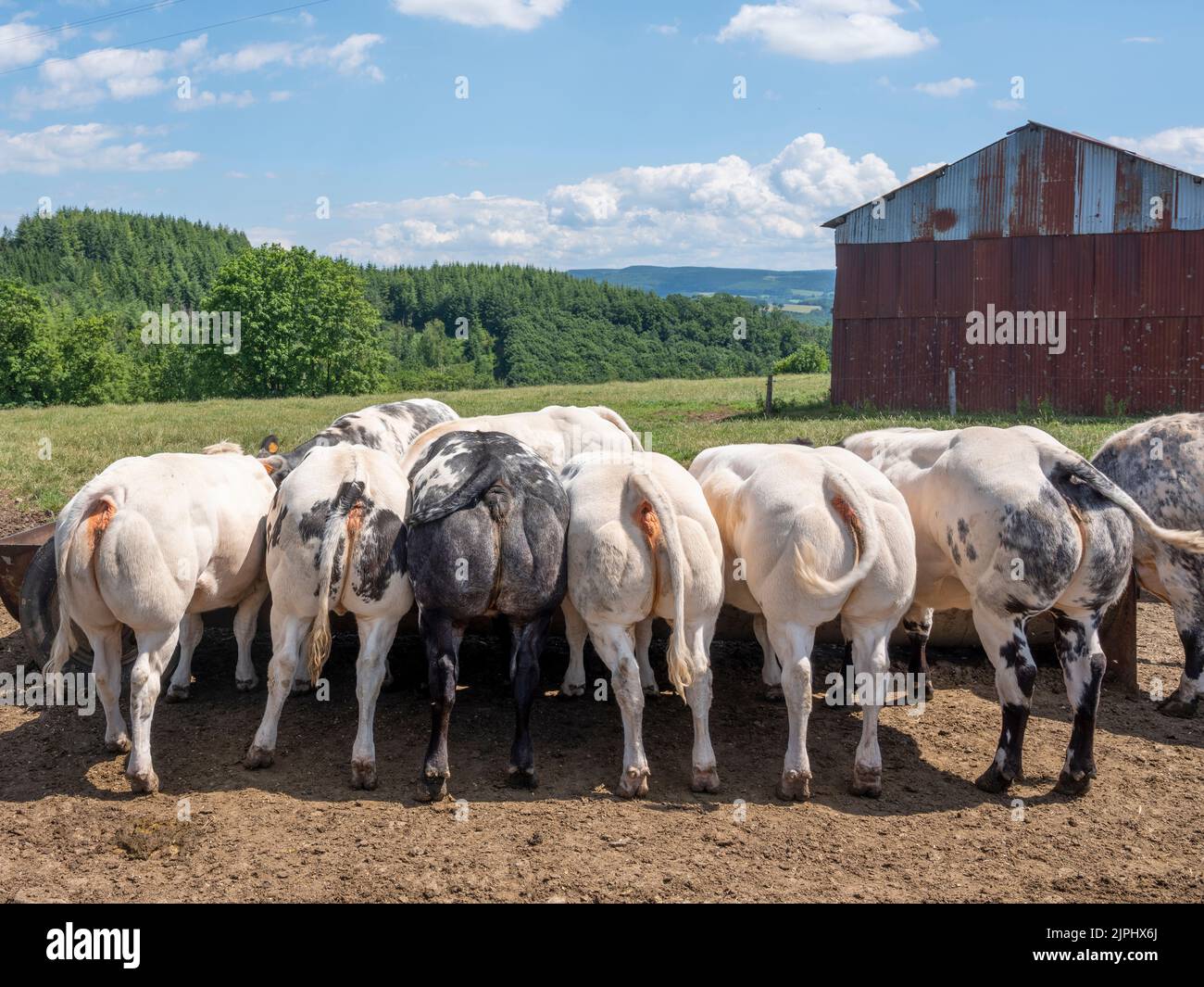 beef cows near rusty iron barn in belgian ardennes region in meadow ...