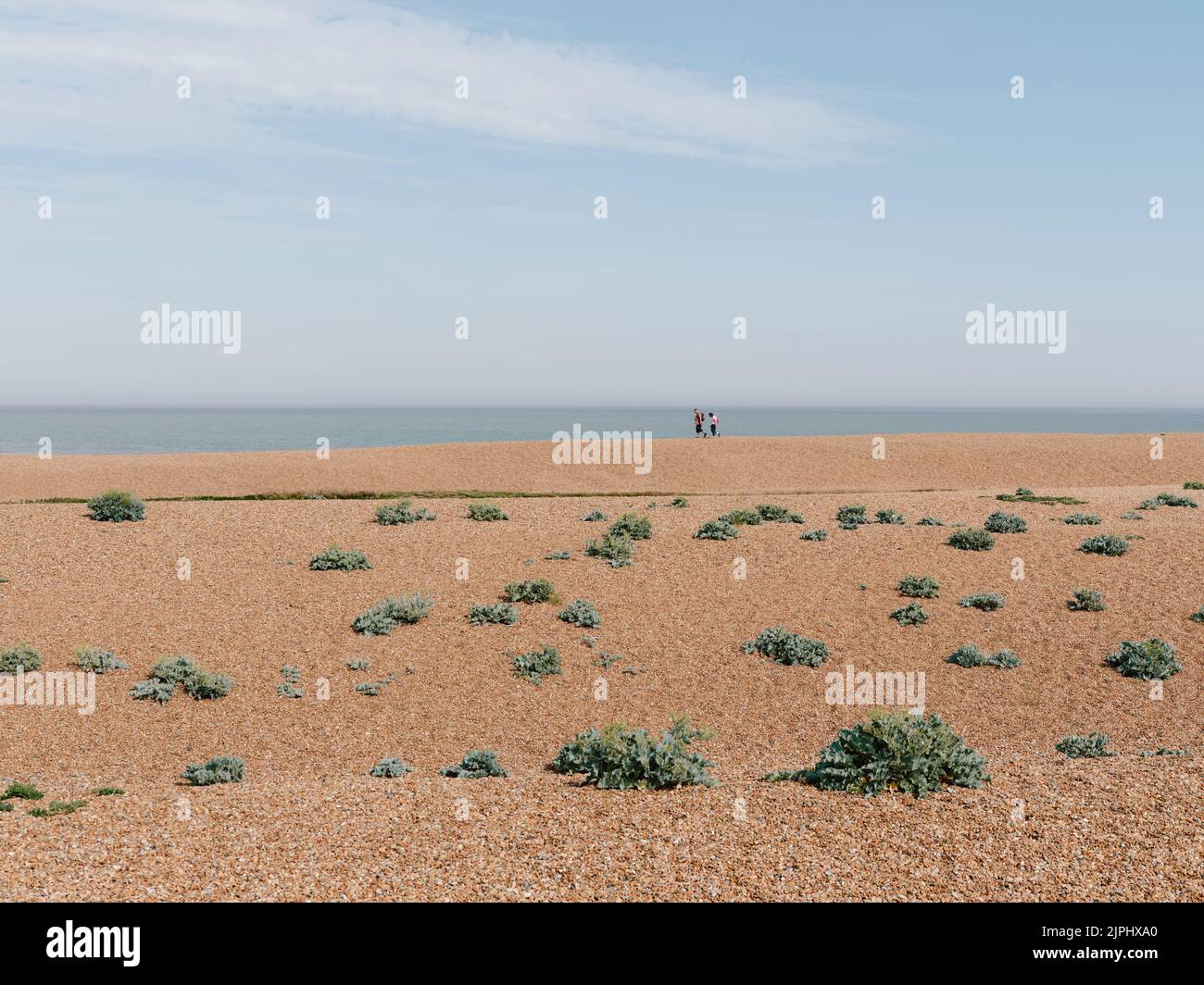 Walking along the summer beach landscape of Shingle Street Suffolk England UK Stock Photo Alamy