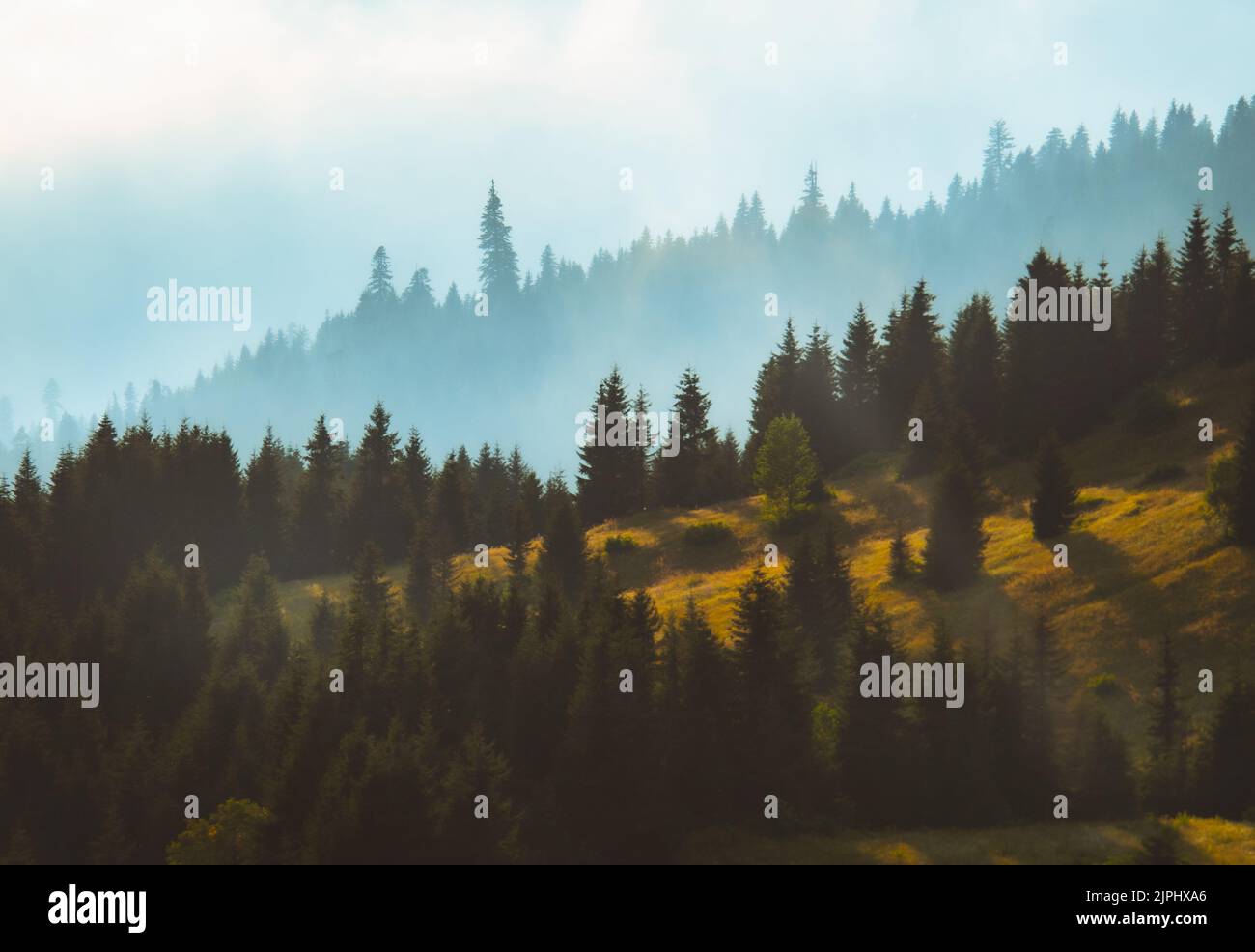Misty landscape fir forest hi-res stock photography and images - Alamy