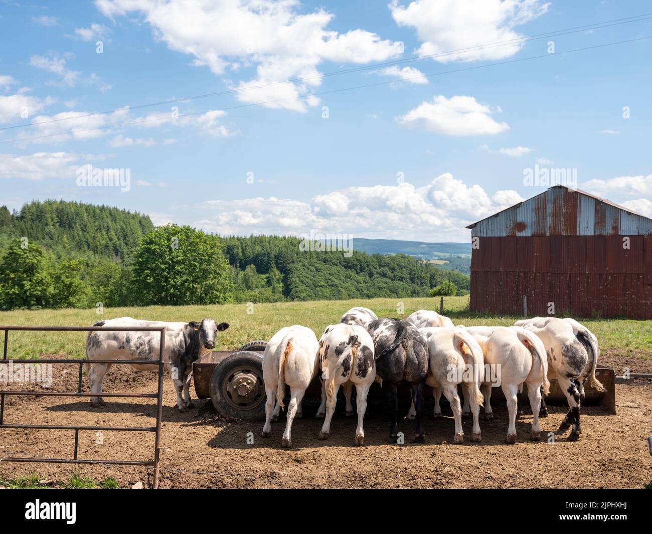 beef cows near rusty iron barn in belgian ardennes region in meadow under blue summer sky freed from trough Stock Photo