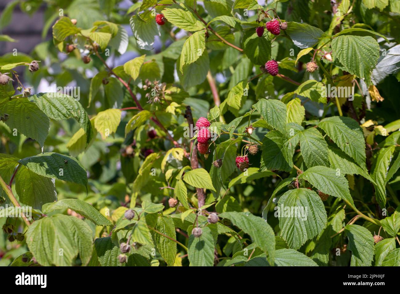 Green raspberries in windy weather in the garden, windy weather shakes ...