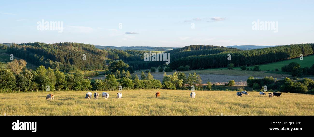 cows in green meadow between Bastogne, La Roche and St Hubert in Belgium under blue sky in summer with trees and hills countryside Stock Photo