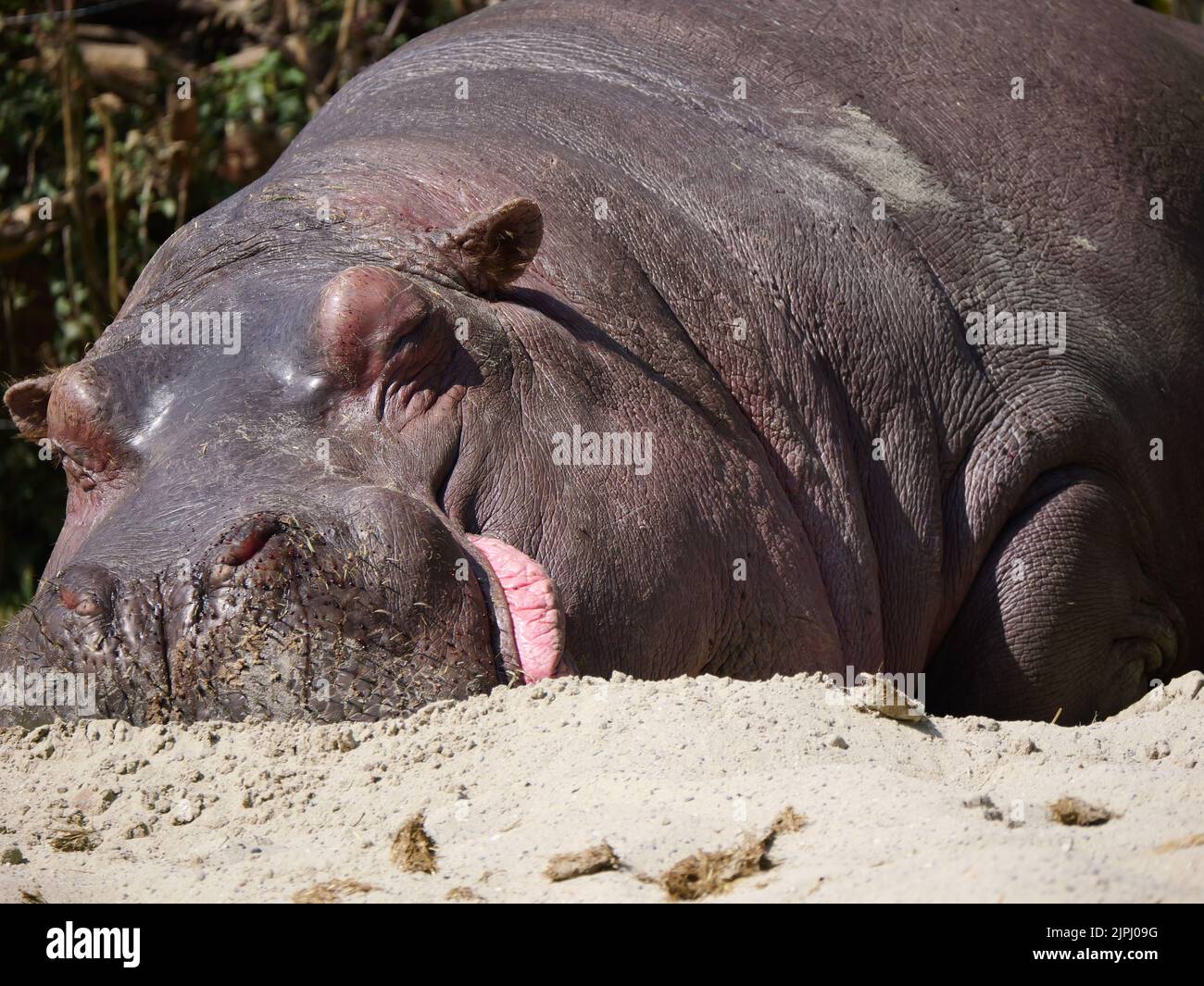A closeup shot of a large hippopotamus sleeping on the sandy ground on a sunny day Stock Photo