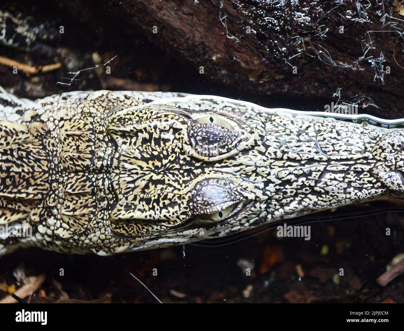 A top closeup shot of a crocodile's eyes on the long snout Stock Photo