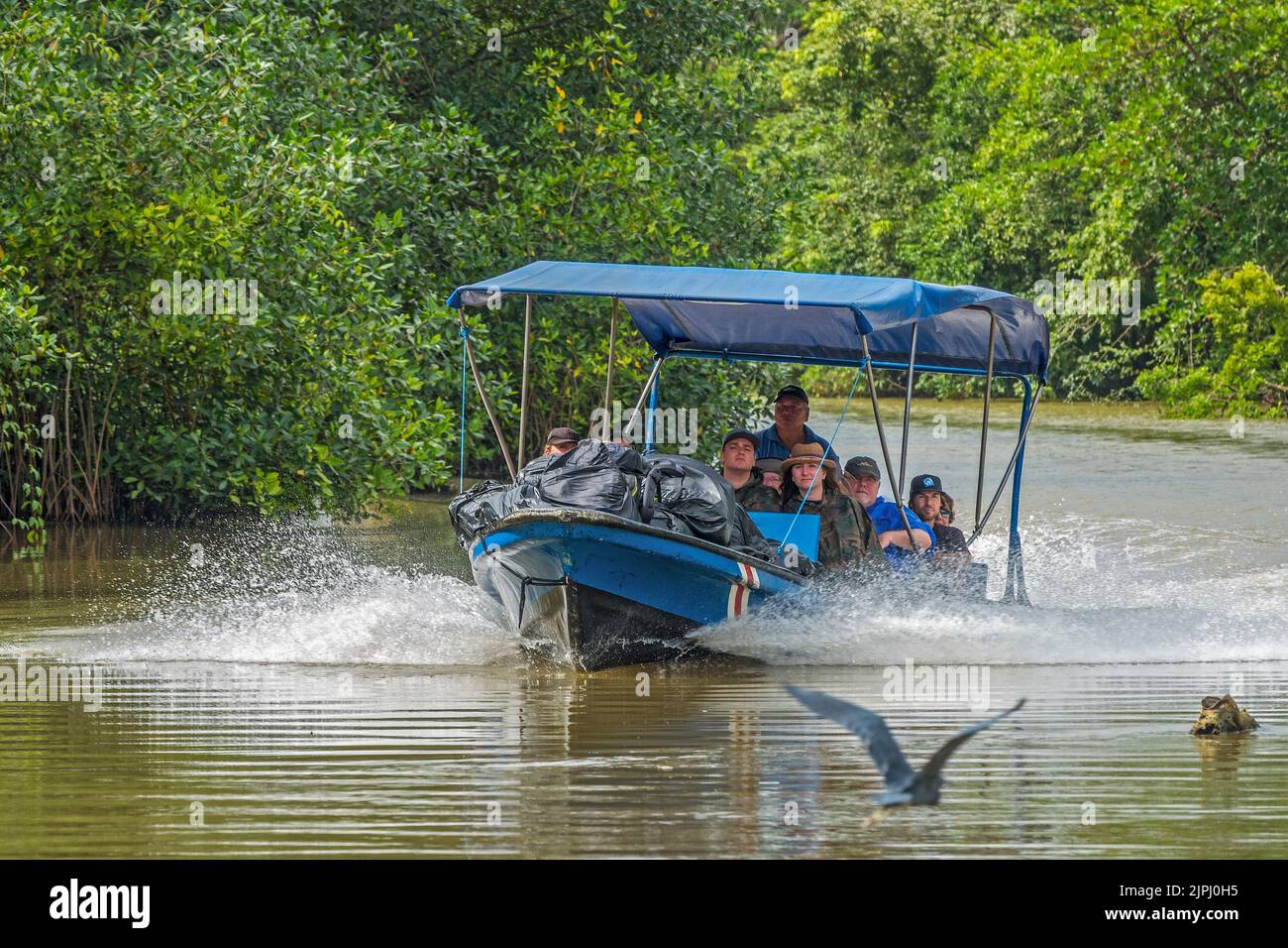 River Boat Cruising The River, Tortuguero canals Area, Costa Rica, Central America Stock Photo