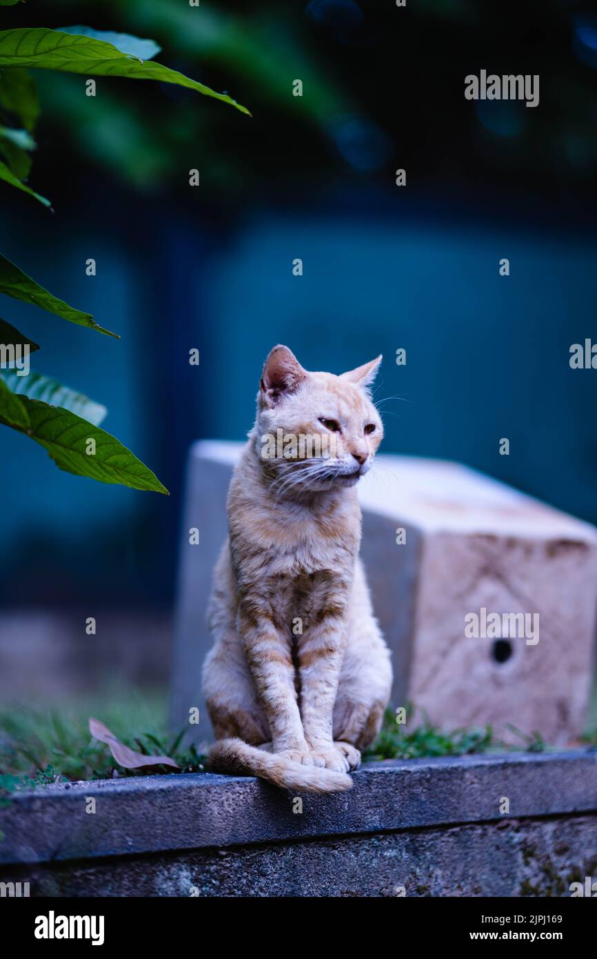 4k cat wallpaper hi-res stock photography and images - Alamy 4k cat wallpaper hi-res stock photography and images - Alamy
