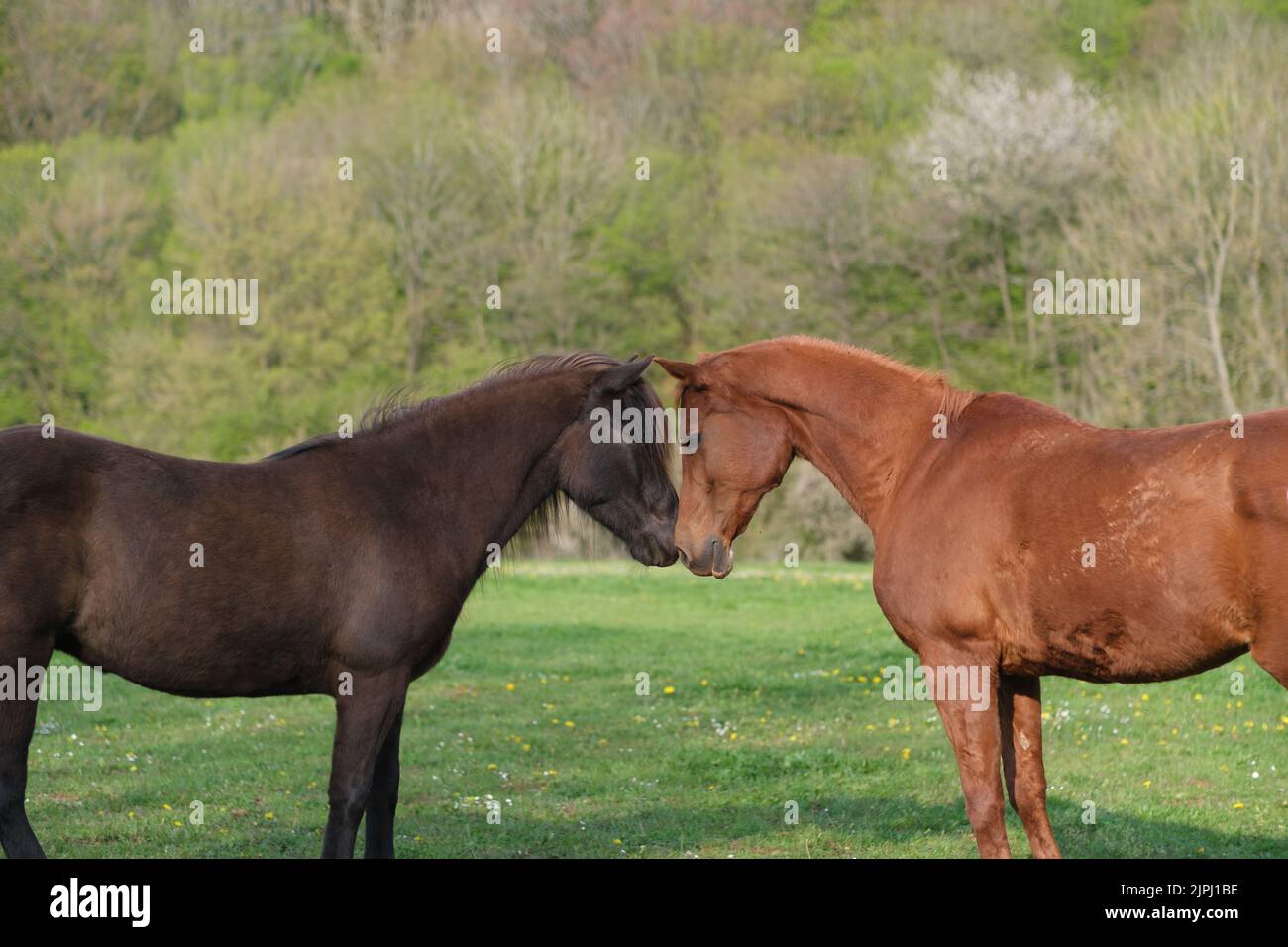 A view of the horse grazing in the green field Stock Photo - Alamy