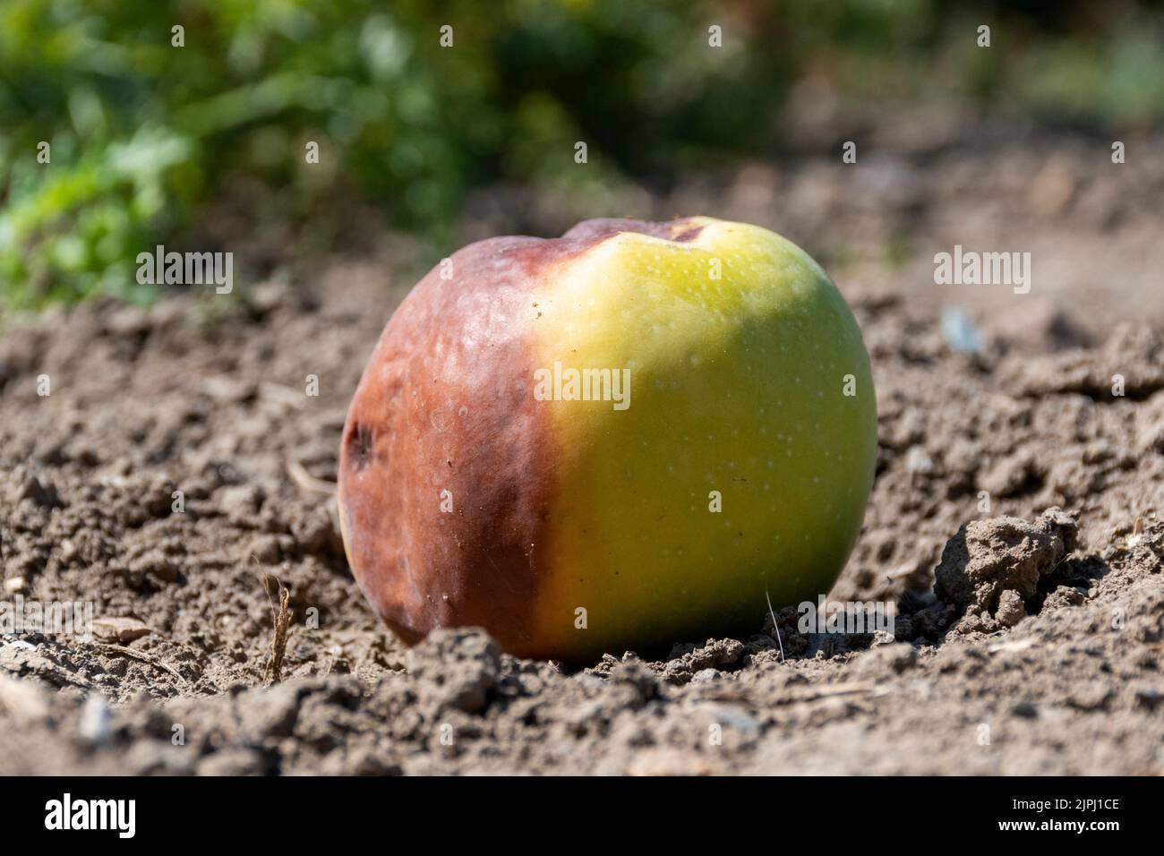 rotten apple on the ground Stock Photo